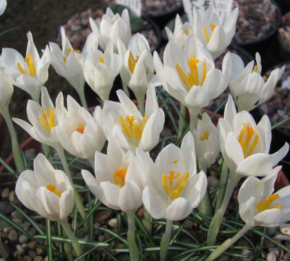 Crocus tommasinianus 'Eric Smith' 